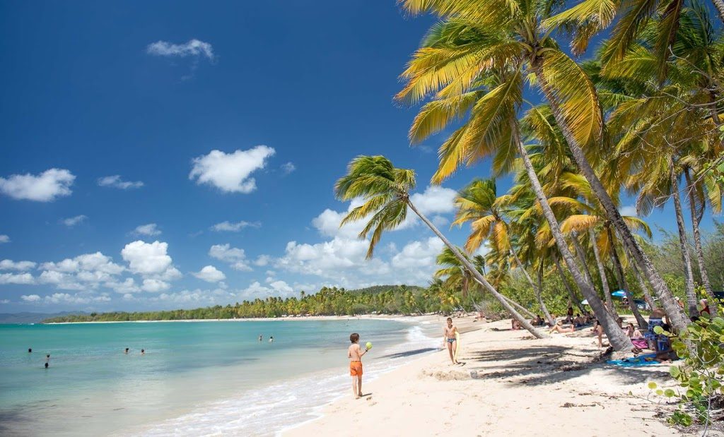 Quand aller en Martinique pour éviter les sargasses