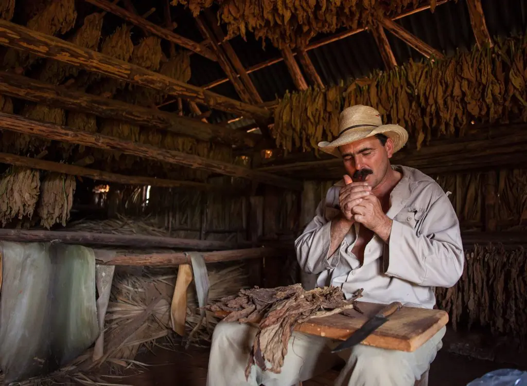 Cubain de la région de  Vinales qui cultive le tabac et fume un cigare dans son atelier. 