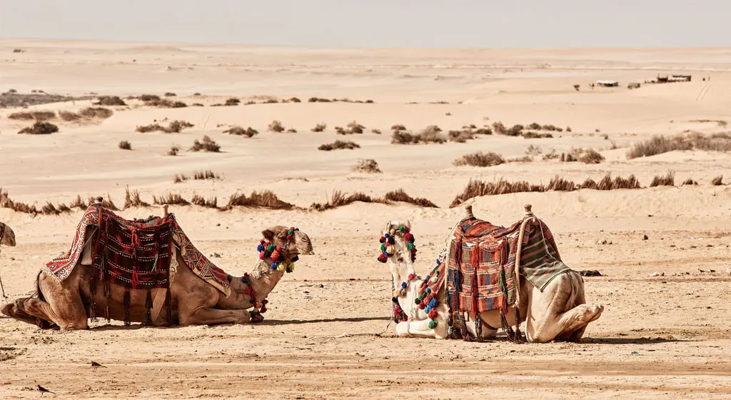 Partir en excursion en Egypte pour visiter le désert du Sahara . 