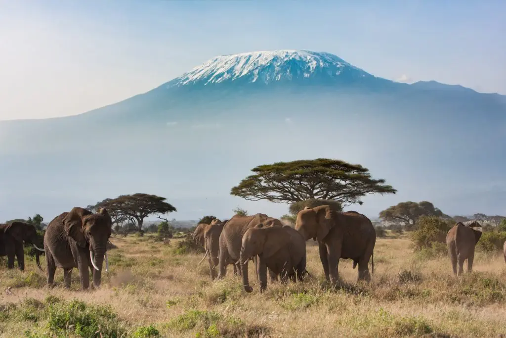 visiter la Tanzanie : Kilimanjaro le toit de l'Afrique .