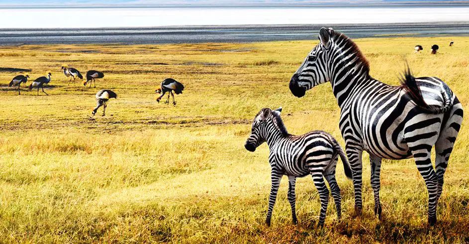 Savane Serengeti lieu de safari en Tanzanie