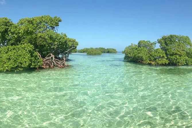 Mangrove en Guadeloupe : lieu à visiter  en bateau 