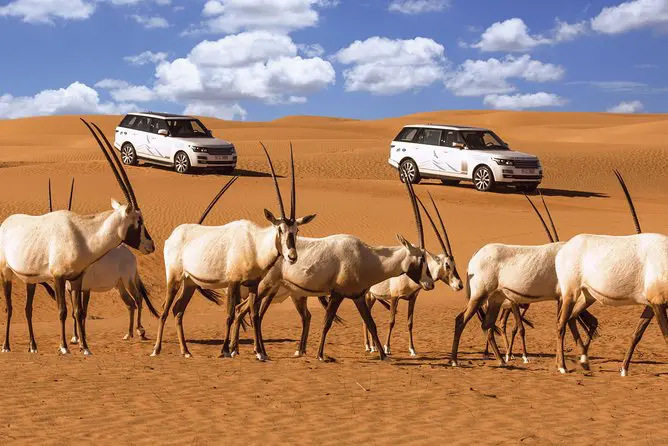 faire un safari dans le désert de Dubai
