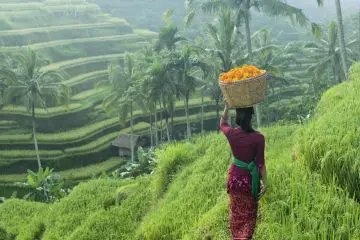 Bali paysage : rizière