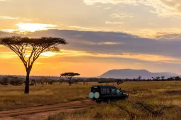 Quand partir en Afrique du sud : safari dans la savane