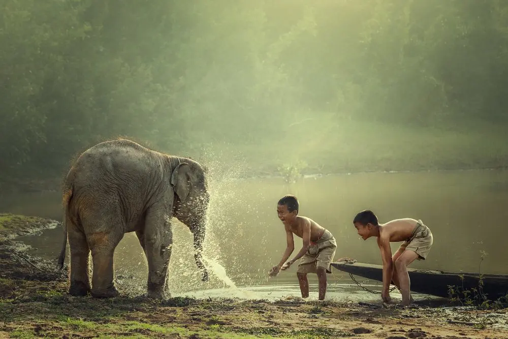 Saison sèche au Cambodge : enfants qui jouent avec un éléphanteau