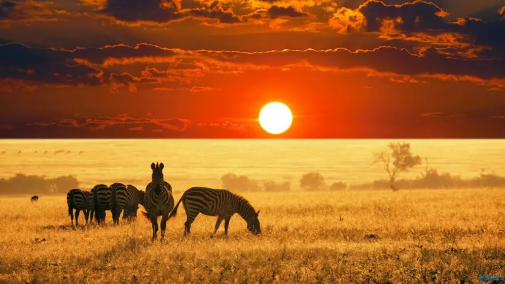 Paysage Afrique du sud : savane , faire du Safari