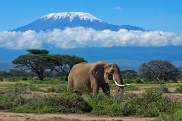 Faire un safari au Kilimanjaro , en Tanzanie