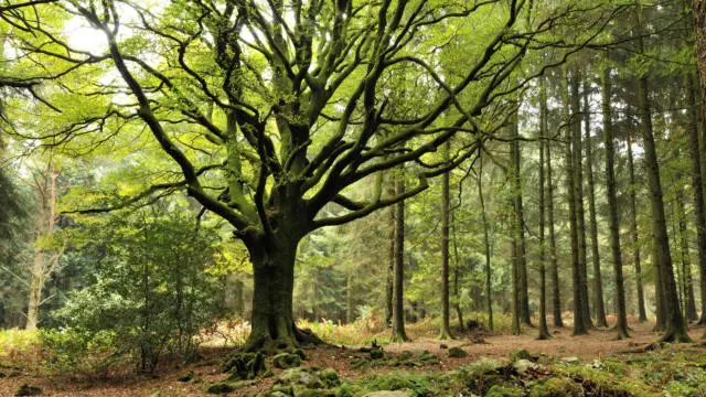 Forêt de Broceliande en Bretagne