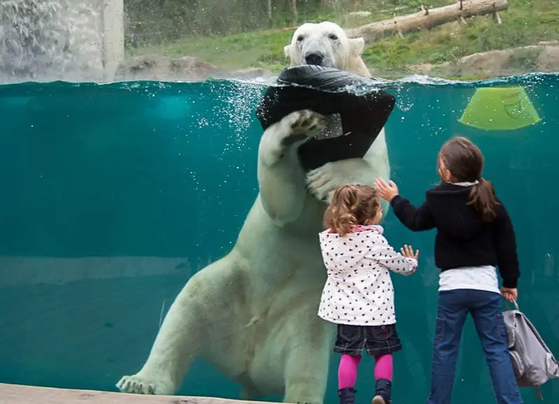 Zoo de Mulhouse | Ours polaire 