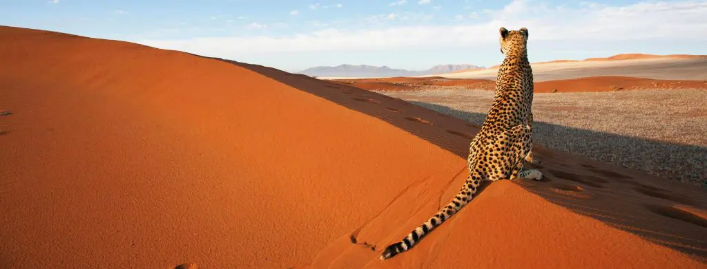 Aller en Namibie après les vacances d'été