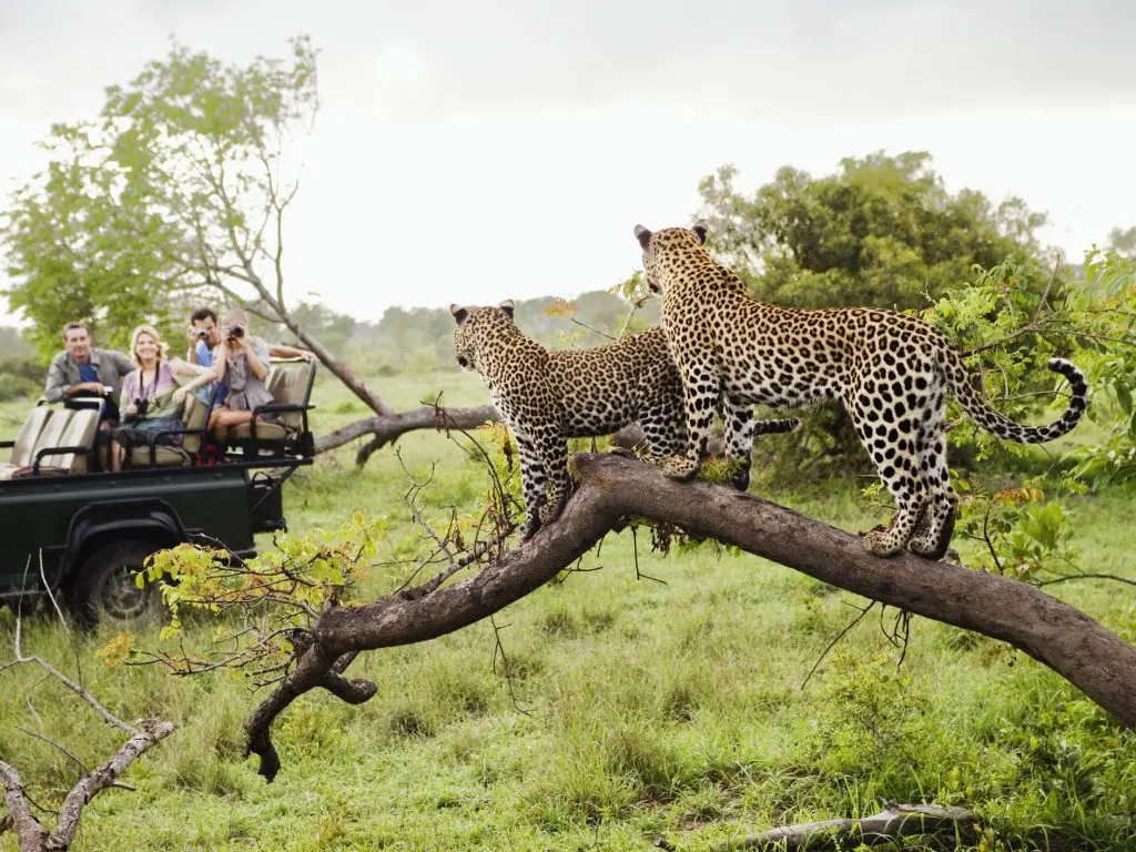 Partir en safari an Afrique du sud en décembre
