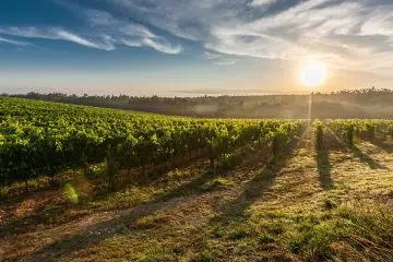 champs de Vignes en Bourgogne