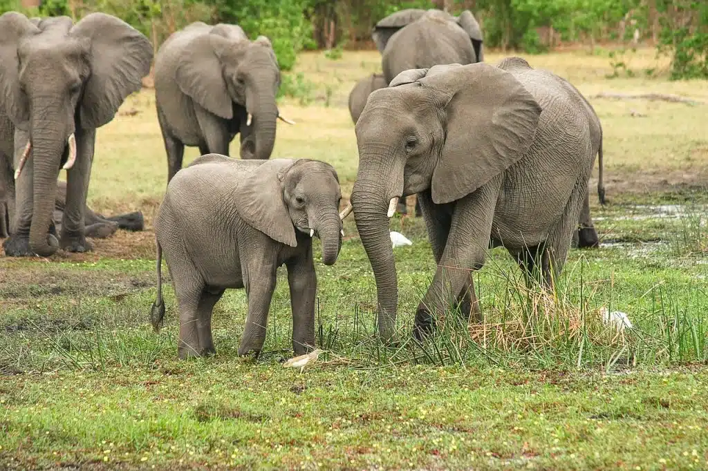 Des éléphants dans la savane lors d'un safari . 