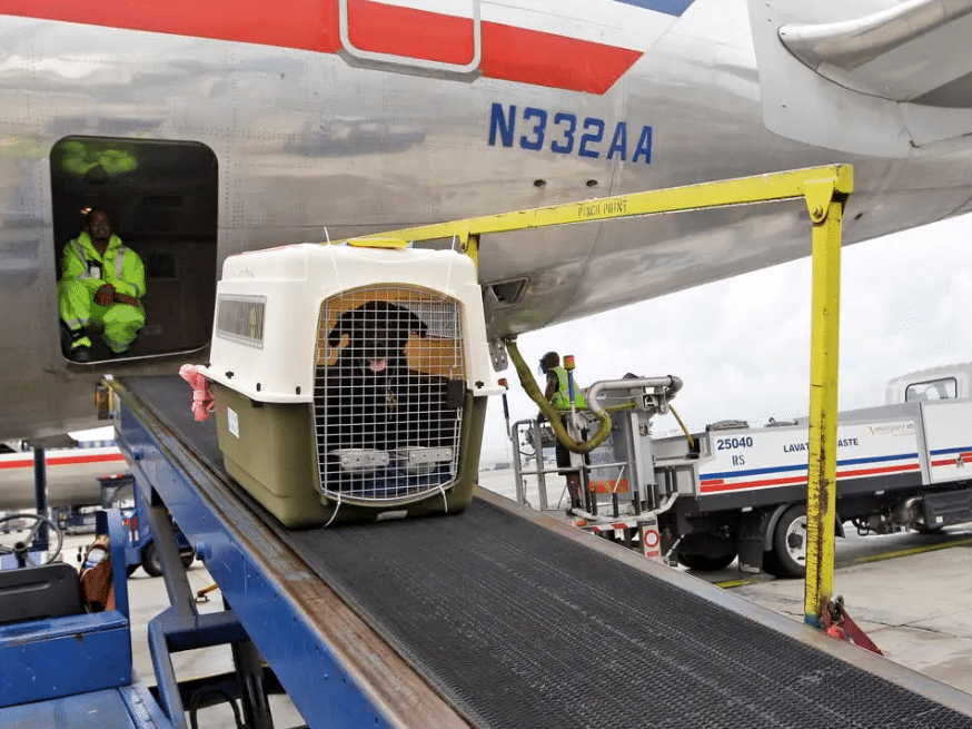 Transport animal en avion dans une cage en soute 