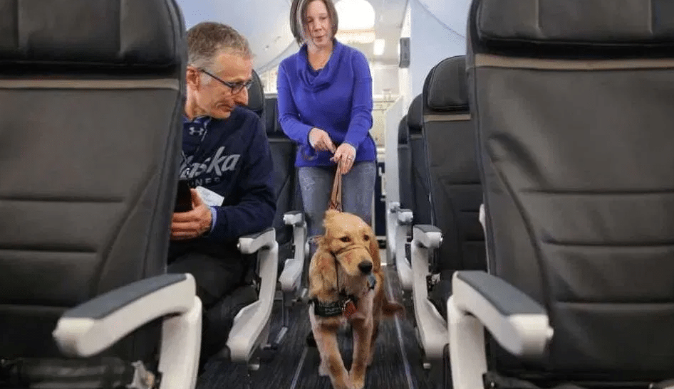chien assistance pour aveugle dans un avion 
