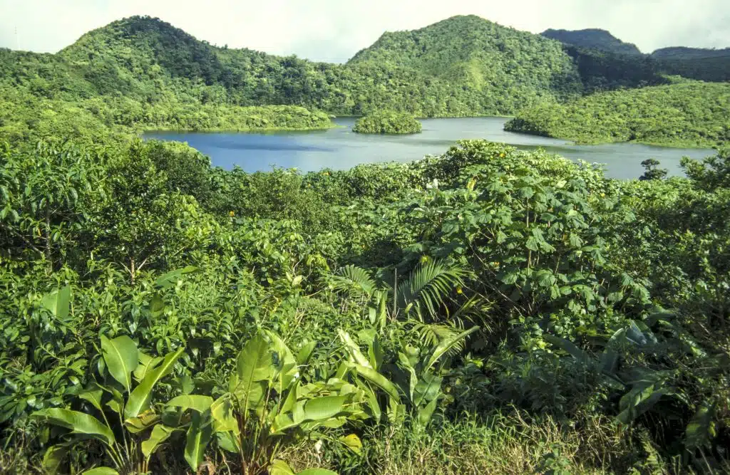 Paysage tropical de la Dominique : ce qu'il faut faire et voir durant son voyage