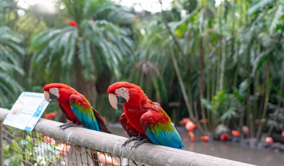 Intinéaire en Martinique : le zoo