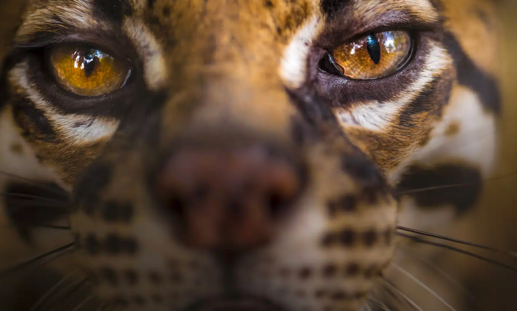 faune du parc amazone de Guyane