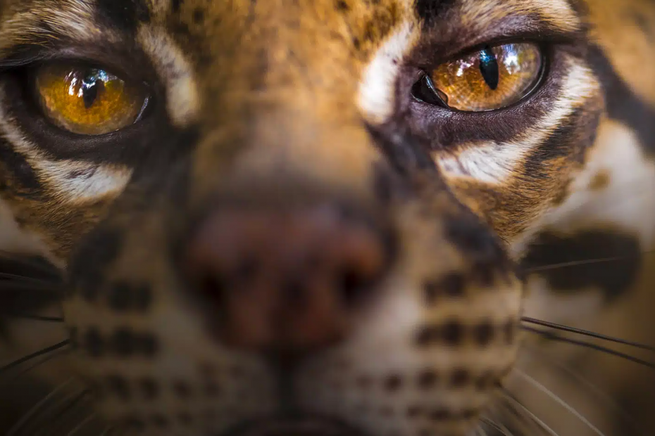 faune du parc amazone de Guyane