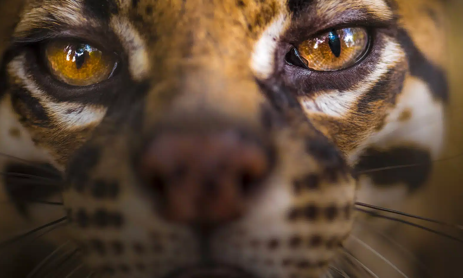 Parc Amazonien de Guyane : accès, zones, que voir et réglementation