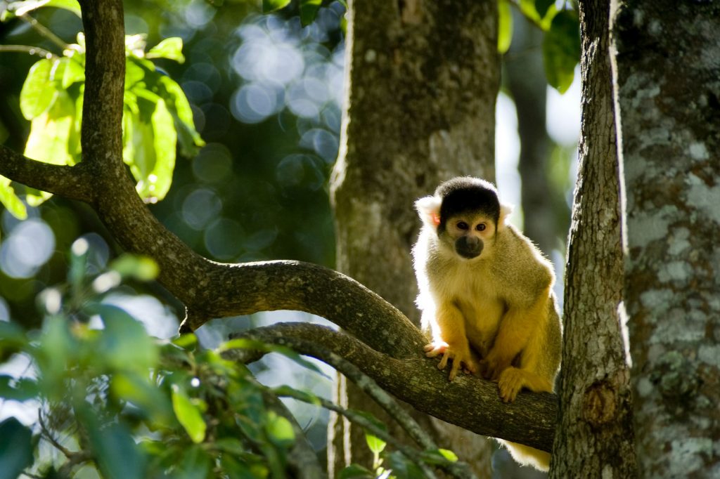La faune et la flore en Guyane
