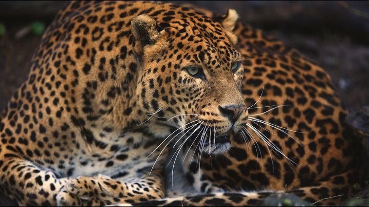 mammifère dans la forêt amazonienne