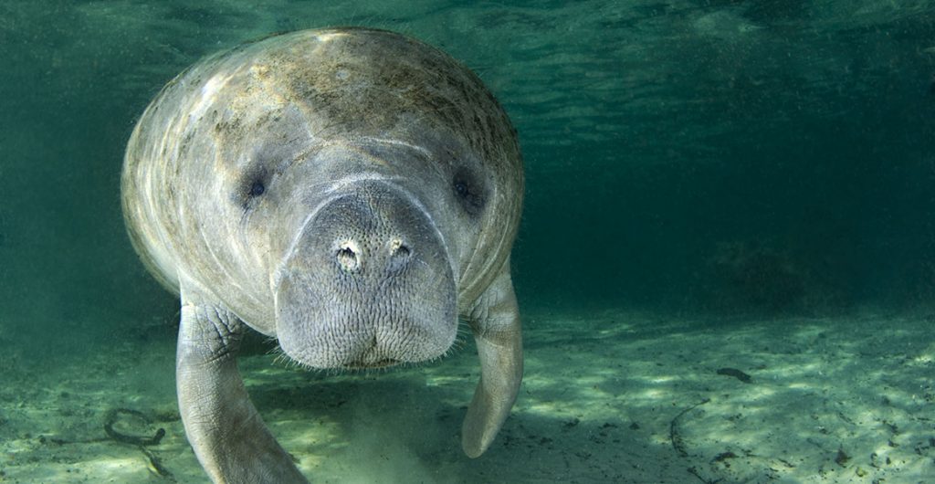 mammifère marin en Guyane