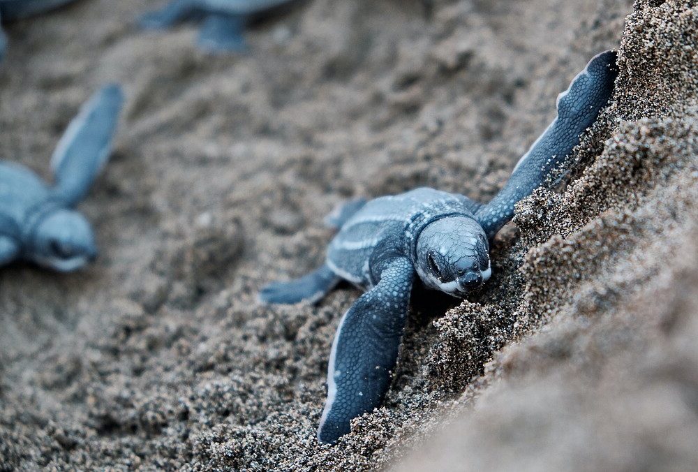 Ponte tortues marines