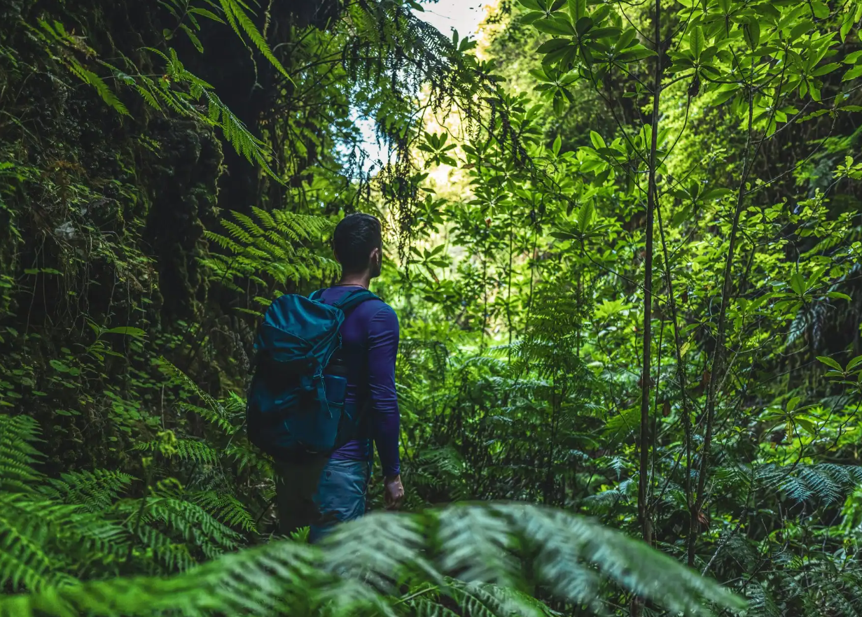 Randonnée en forêt amazonienne en Guyane : sentiers, niveaux et logistique terrain