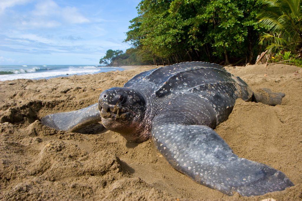 Voir les Tortues Luth en Guyane