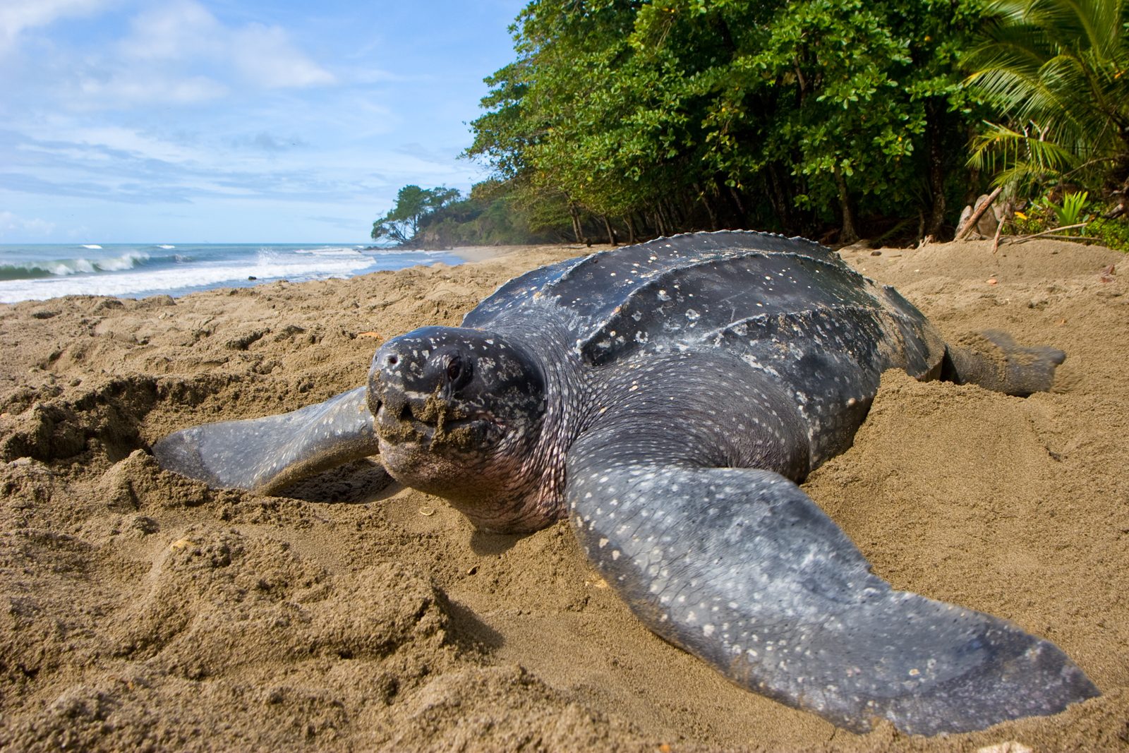 Tortues marines en Guyane : observer les pontes à Awala-Yalimapo